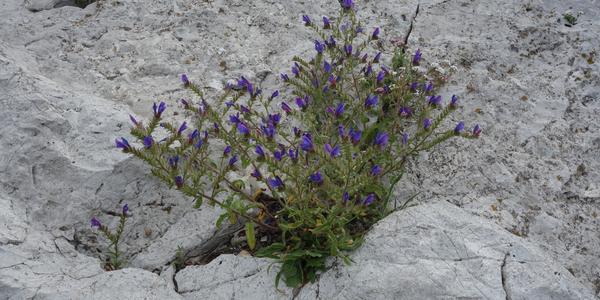 019-Gibraltar, na jaře botanická zahrada