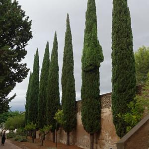 013. Malaga, cypřiše na Gibralfaru
