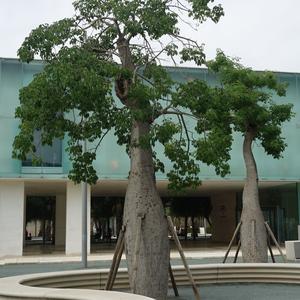 018. Malaga, ceiba