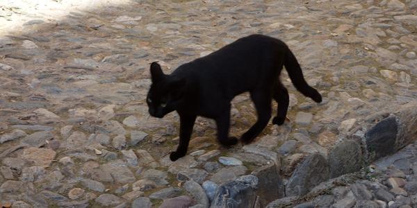 028. Granada, kočka na Alhambře