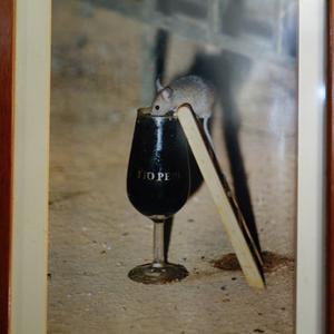 050. Jerez de la Frontera, Tío Pepe a jejich myška