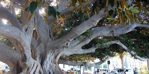 053. Cádiz, mohutný Ficus elastica