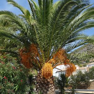 059. palma na odpočivadle