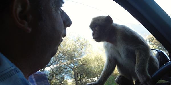 071. Gibraltar, taxikáři jsou s opicemi kamarádi