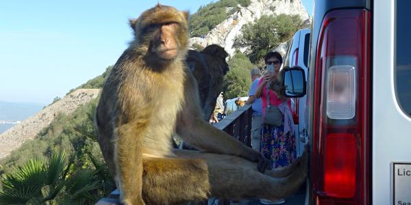 072. Gibraltar, opice jsou v pohodě