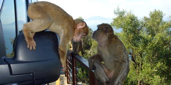 074. Gibraltar, s opicemi je opravdu zábava