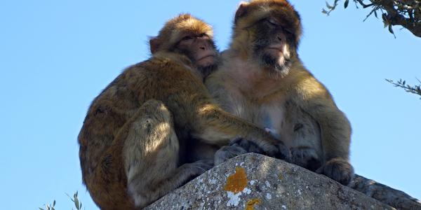 076. Gibraltar, hezké vztahy