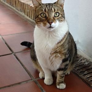 098. Benalmadena, ještě jednou můj oblíbený přístavní kocour
