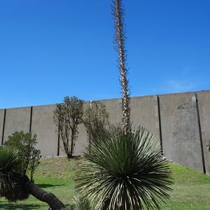 026. Teotihuacán, Idria columnaris