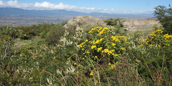 114. Monte Albán