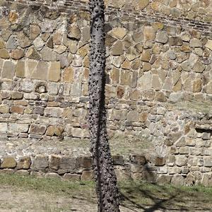 118. Monte Albán, kmen mladé ceiby