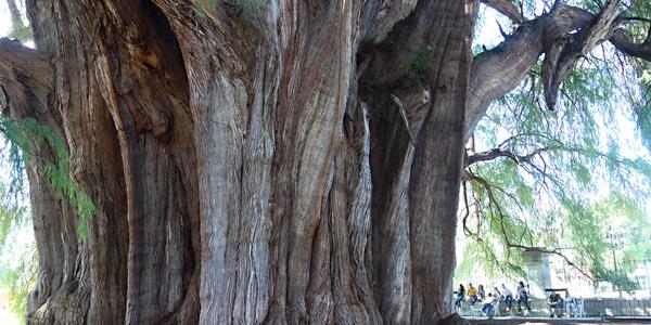 120. Tule, slavný tisovec Taxodium mucronatum