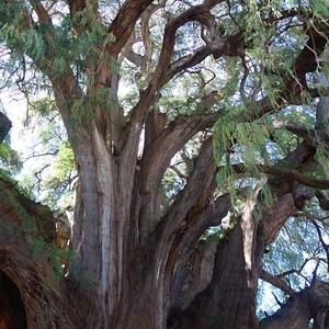 122. Tule, slavný tisovec Taxodium mucronatum