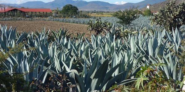 135. Oaxaca, agáve na výrobu mezcalu