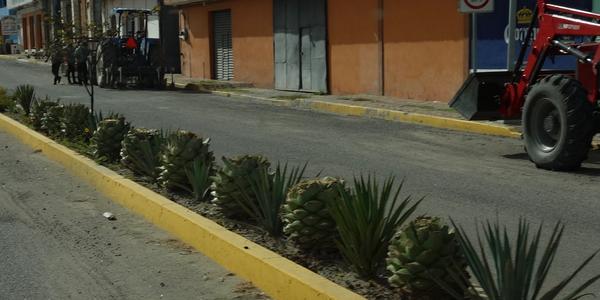 136. Stát Oaxaca, svérázná výzdoba