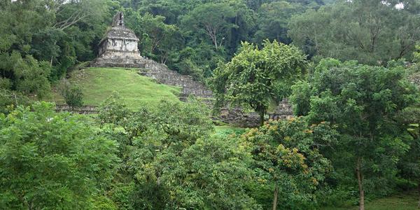 171. Palenque, ztraceno v pralese