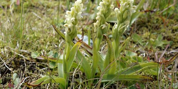 004-Landmannalaugar, Platanthera