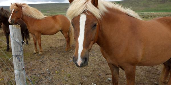 005-Reykholt, islandští koně
