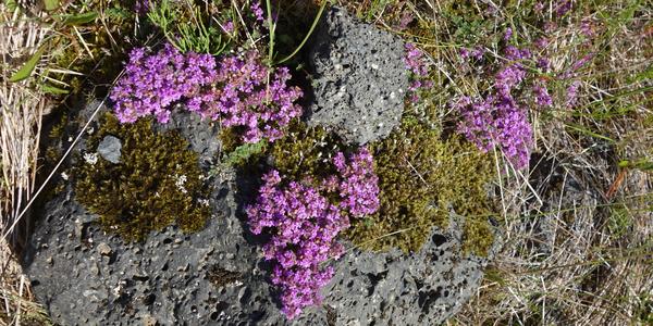 119-Landmannalaugar, Thymus arcticus, arktická mateřídouška