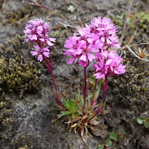 123-Landmannalaugar, Lychnis alpina