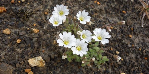 125-Landmannalaugar, Cerastium alpinum, rožec alpský