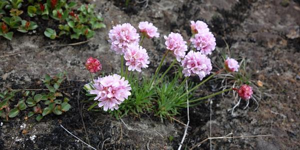 127-Landmannalaugar, Armeria maritima