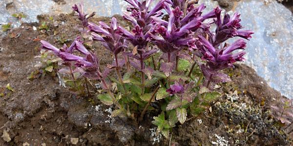 129-Landmannalaugar, Bartsia alpina,