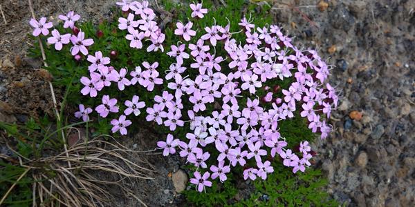 140-Landmannalaugar, Silene acaulis, silenka bezlodyžná