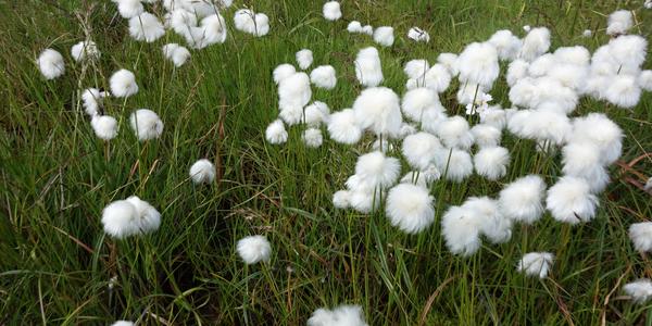 142-Landmannalaugar, Eriophorum scheuchzeri