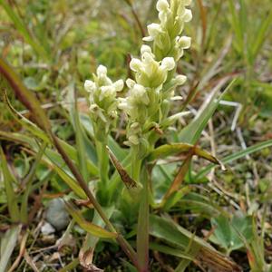 144-Landmannalaugar, Platanthera, vemeník