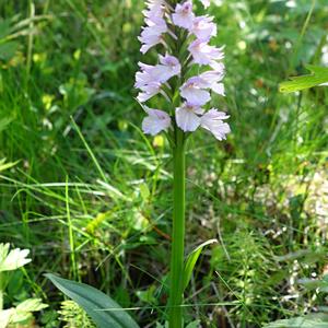 164-Thorsmork, Dactylorhiza