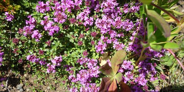 166-Thorsmork, Thymus arcticus
