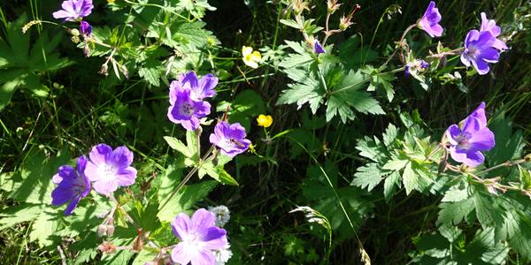 169-Thorsmork, Geranium sylvaticum, kakost lesní