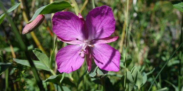 176-Thorsmork, Epilobium latifolium, vrbka širokolistá