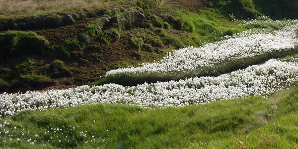 185-Krýsuvík, Eriophorum scheuchzeri
