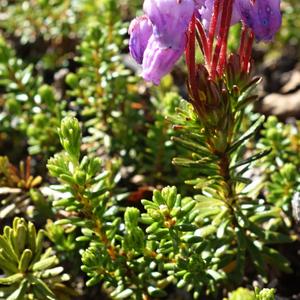 004. NP Abisko, Andromeda polifolia