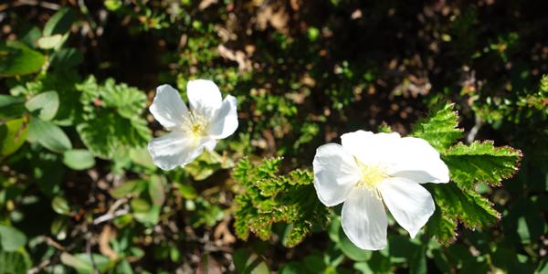 017-Rovaniemi, na polárním kruhu, Rubus chamaemorus