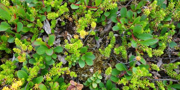 065. Severská vegetace, Empetrum nigrum