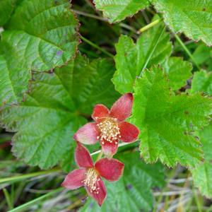 066. Severská vegetace, Rubus arcticus