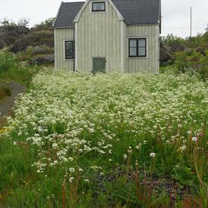 071. Lofoty, Laukvik