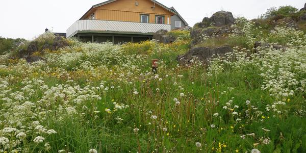 073. Lofoty, Laukvik