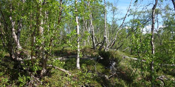 104. NP Abisko