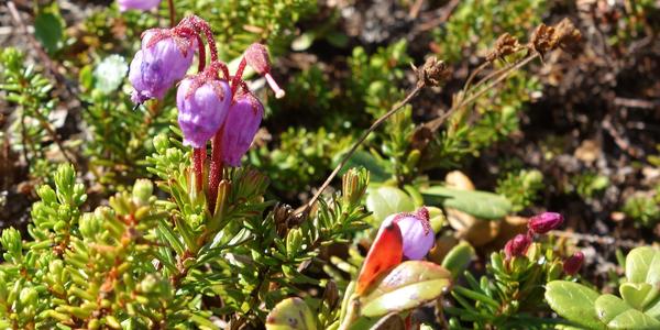110. NP Abisko, Andromeda polifolia