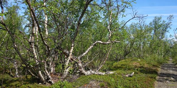 110. NP Abisko