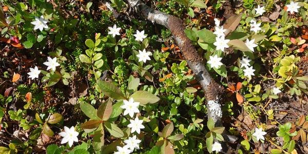 111. NP Abisko, Trientalis europaea