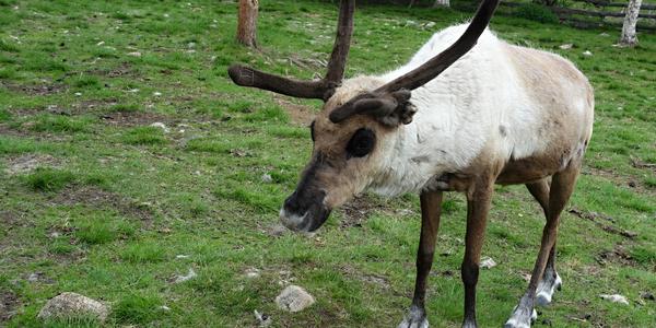 122. Jukkasjarvi, na sobí farmě
