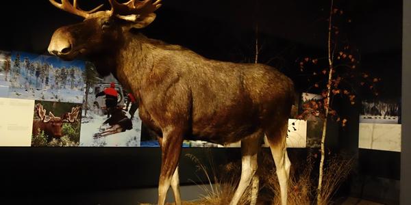 129. Rovaniemi, Arktikum, los