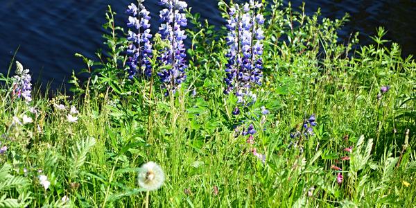 132. Rovaniemi, Lupinus polyphyllus