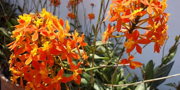 031. Lima, Dendrobium v museo Larco