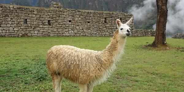 132. Machu Picchu